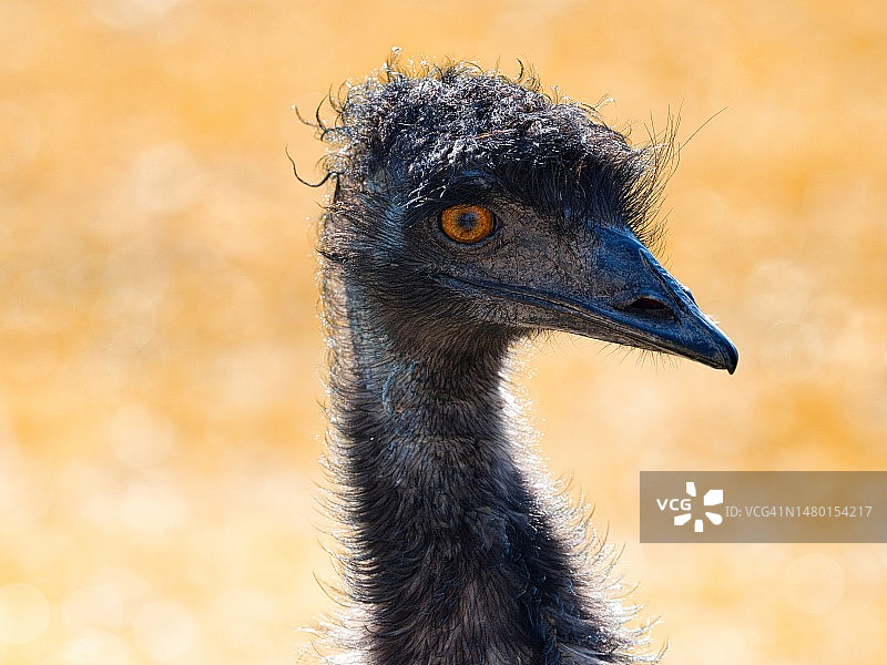 鸸鹋鸟头部和颈部肖像，布拉迪斯拉发，斯洛伐克图片素材