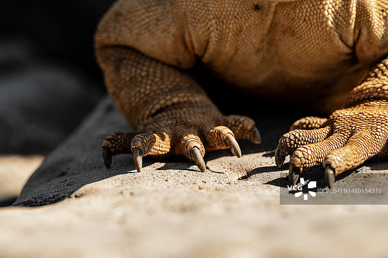 厄瓜多尔沙滩上的科莫多巨蜥特写图片素材