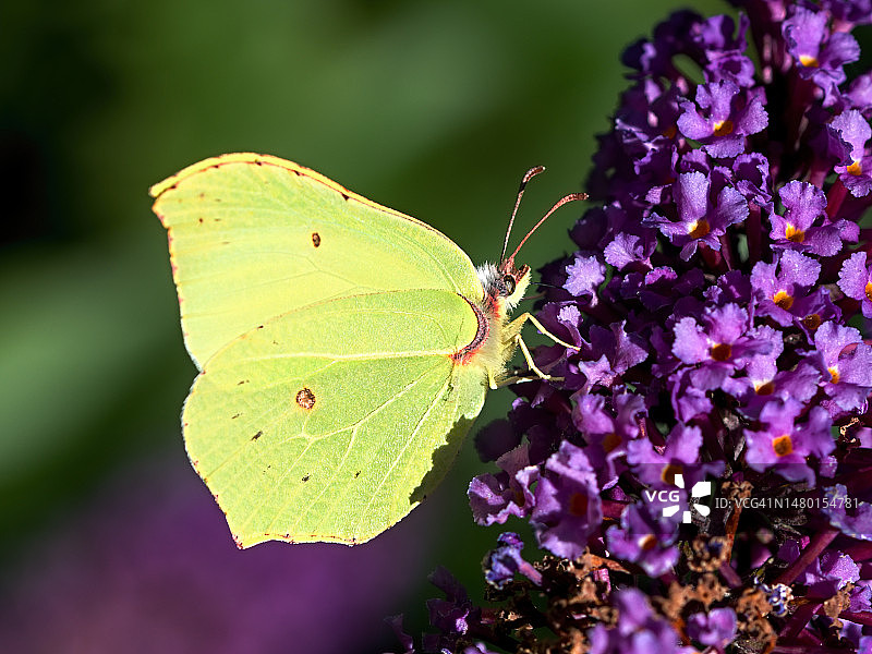蝴蝶在紫色花朵上采蜜特写，捷克共和国图片素材