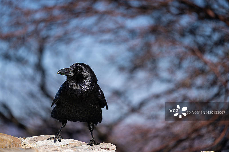 美国亚利桑那州大峡谷村岩石上栖息的乌鸦特写图片素材