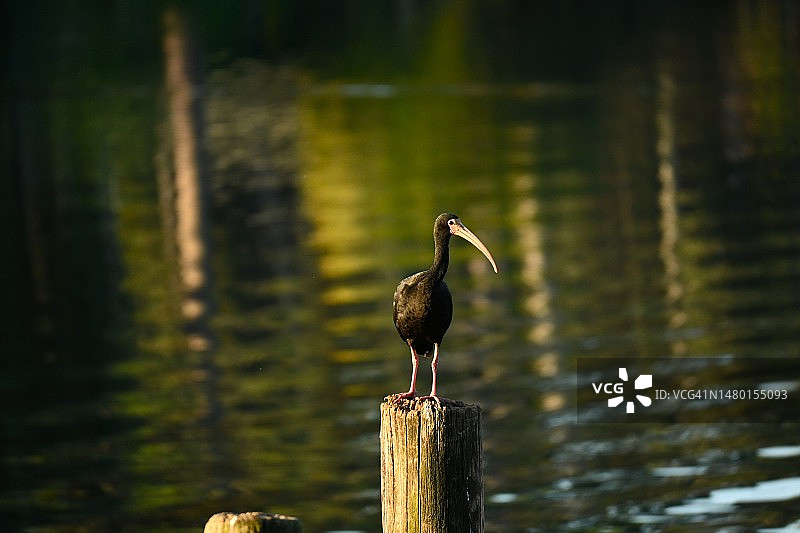 栖息于木桩上的埃及圣鹮特写，乌拉圭卡内洛内斯省图片素材
