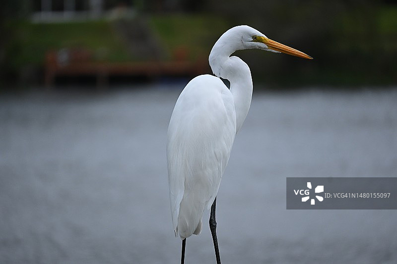 乌拉圭卡内洛内斯省湖中大白鹭栖息的侧视图图片素材