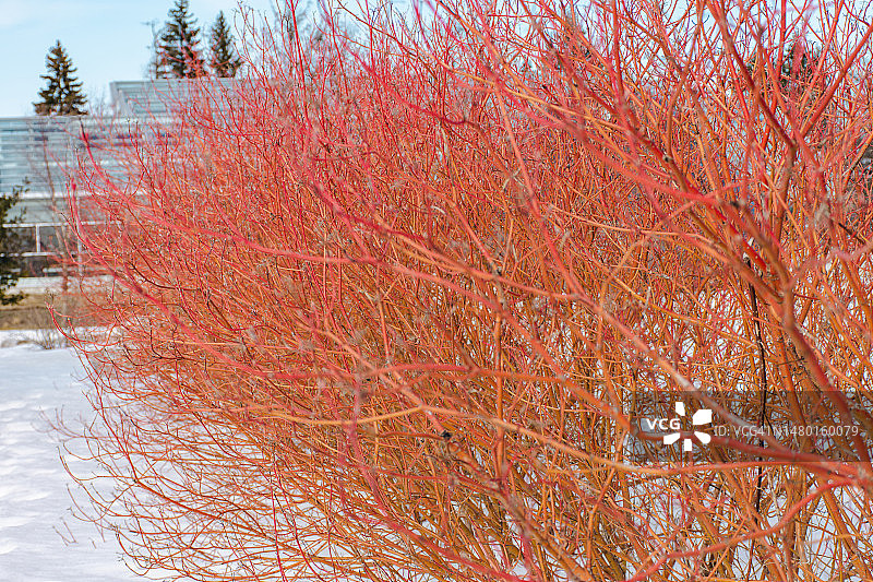 花园里的红色树枝图片素材
