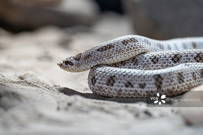 德国岩石上的蛇特写图片素材
