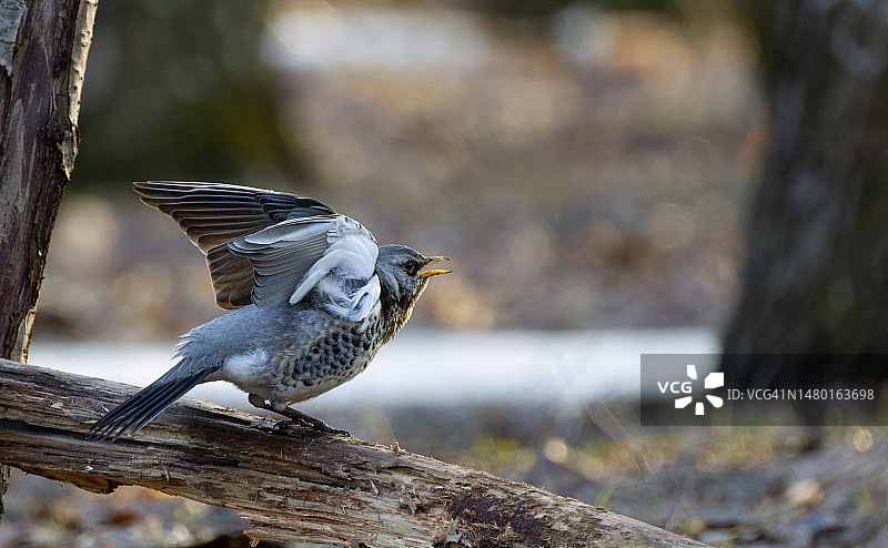 栖息在树枝上的鸟儿近距离照片，俄罗斯莫斯科图片素材