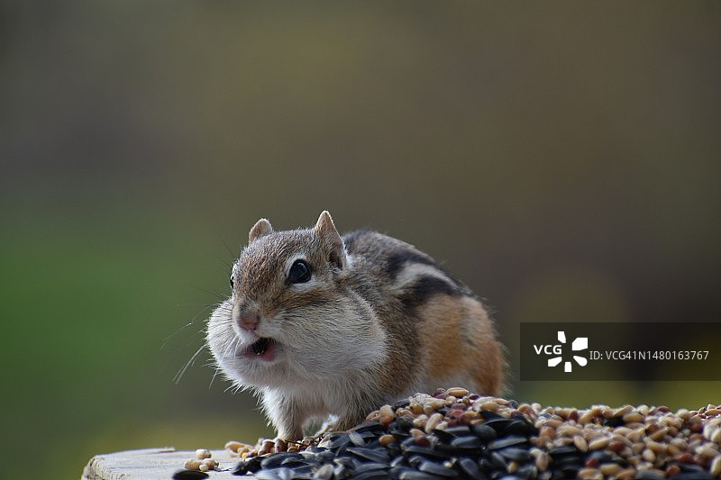 松鼠在桌子上吃食物的特写镜头，加拿大图片素材