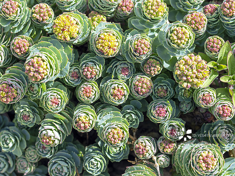 罗马尼亚的多肉植物全景照片图片素材