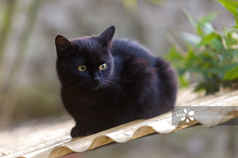 坐在木头上的黑猫画像，法国图片素材