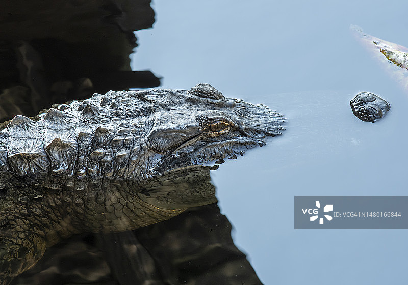 湖中鳄鱼特写图片素材