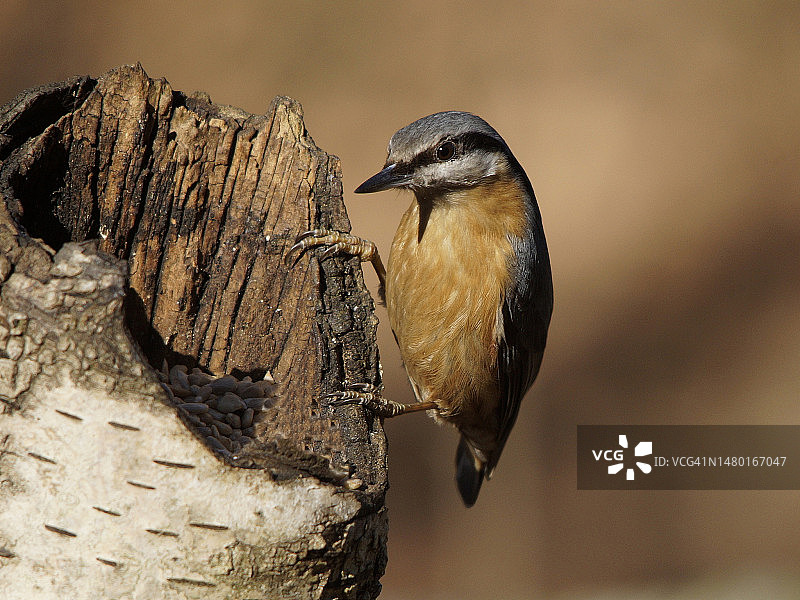 波兰树干上的红胸短脚鹎特写图片素材