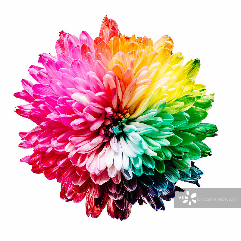 罗马尼亚白色背景粉色大丽花特写图片素材