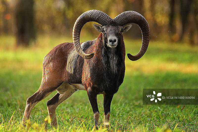 捷克共和国田野里的山羊图片素材