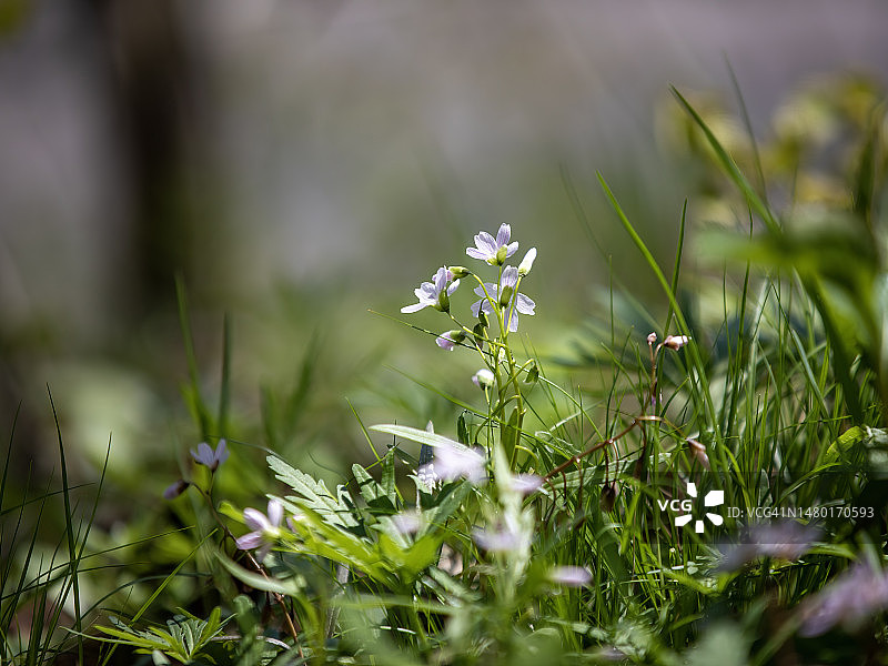 薰衣草布谷鸟花图片素材