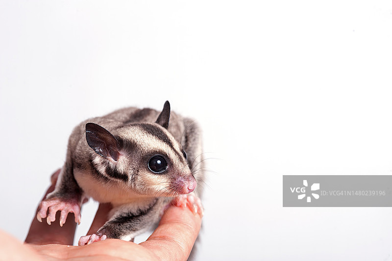 白色背景上的蜜袋鼯特写图片素材