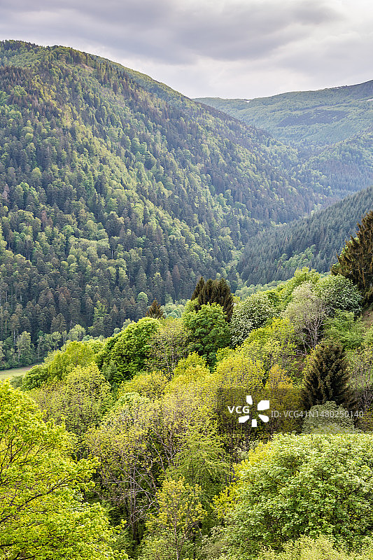 春季混合森林航拍图片素材