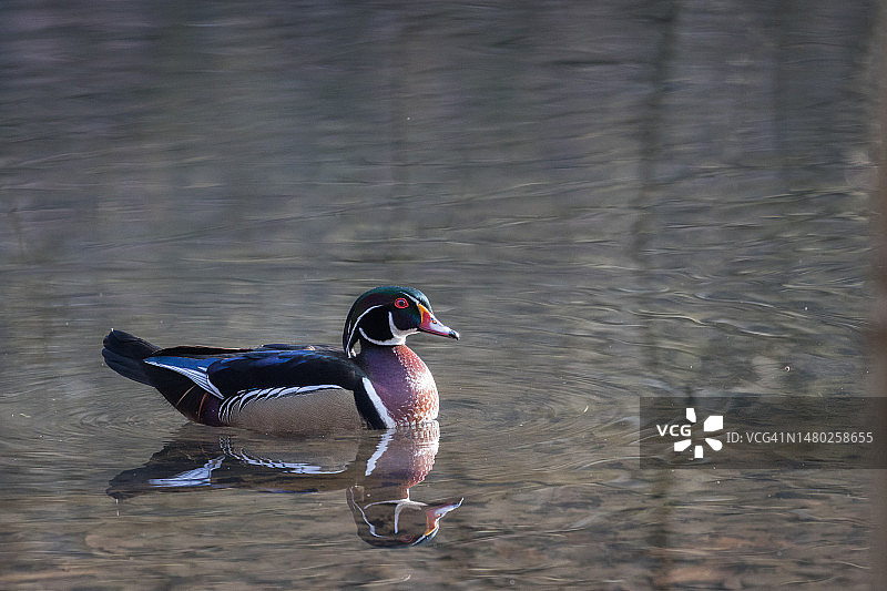 雄性木鸭游泳图片素材