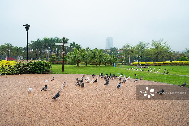 雨天公园里的鸽群图片素材