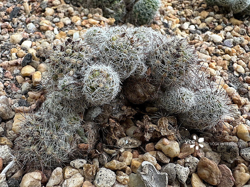 仙人球花园中过度浇水的乳突球属仙人掌特写图片素材