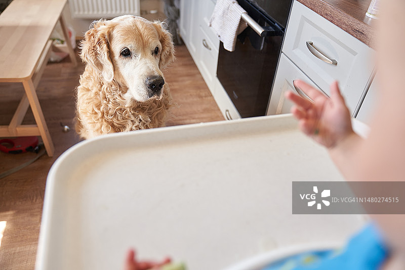 可爱宝宝在高脚椅上喂狗，金毛犬喜欢和孩子一起吃饭图片素材