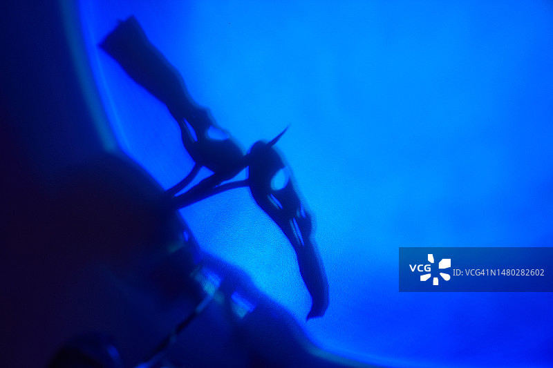 热带植物的叶子：蓝色光芒下的Monstera Monkey Mask叶子图片素材