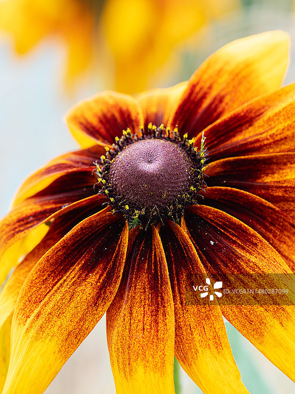 模糊背景上的红色金光菊特写图片素材