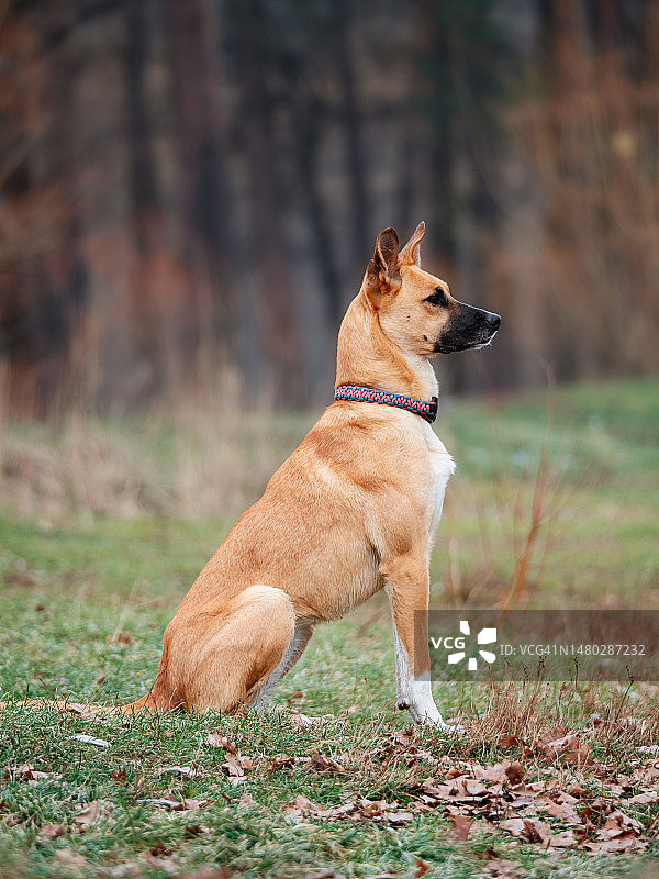 红发狗坐在秋季森林模糊背景前的侧面特写图片素材