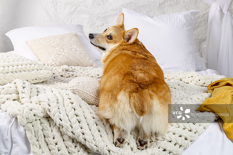 可爱的威尔士柯基犬趴在枕头和毯子上，背对镜头，后腿搭在床边图片素材