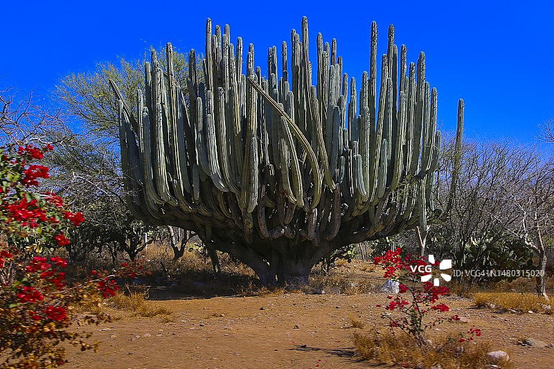 瓦哈卡巨型卡顿仙人掌图片素材