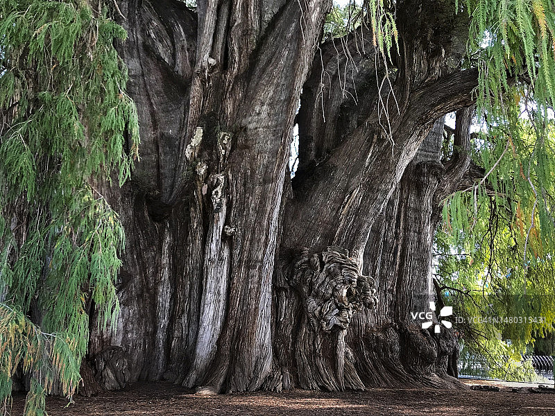 图莱树：世界上最大的树图片素材