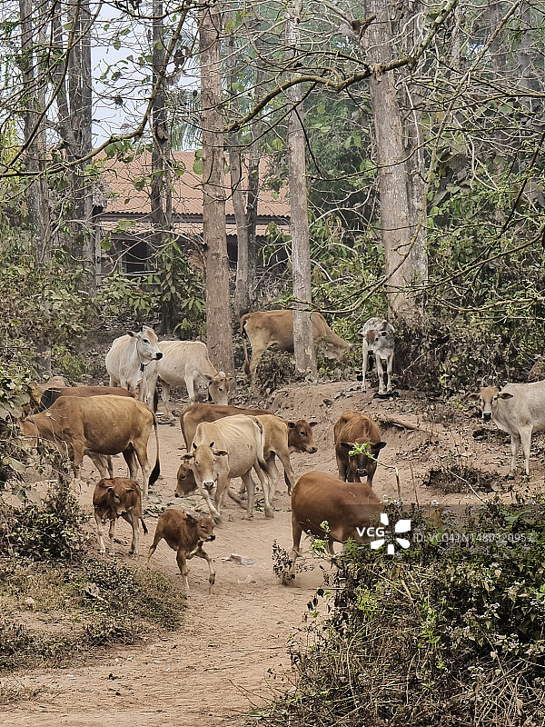 老挝班纳山村附近的牛群图片素材