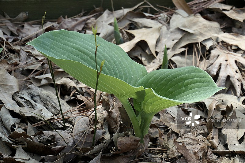 马蹄莲图片素材