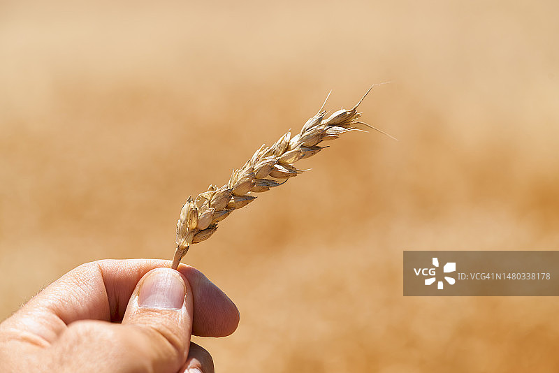 前景中站在农田里的人手中的麦叶图片素材