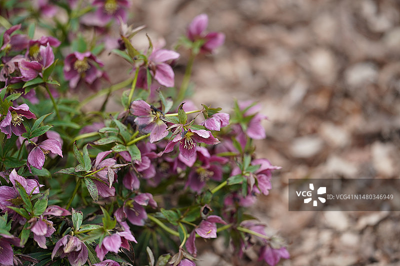 铁筷子图片素材
