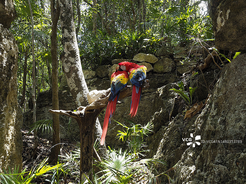 尤卡坦半岛的红金刚鹦鹉图片素材
