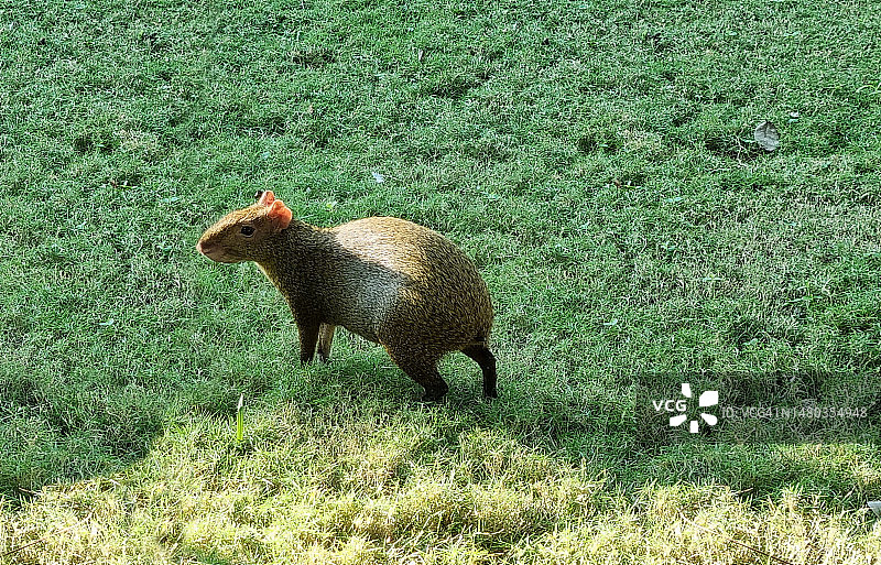 中美洲刺豚鼠图片素材