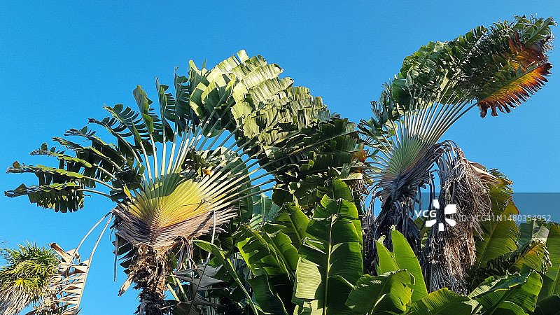 旅人蕉图片素材