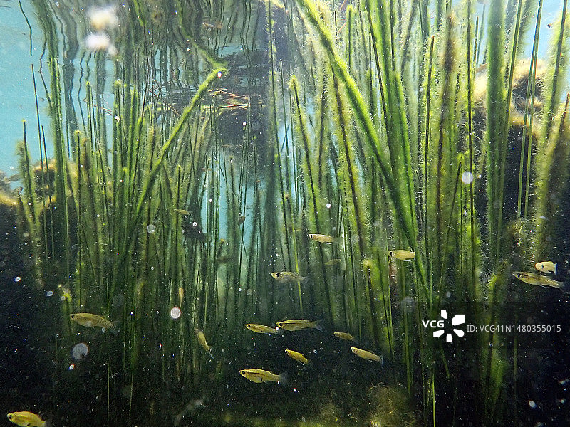 尤卡坦半岛蓝色天然井中在芦苇丛中游泳的小鱼图片素材