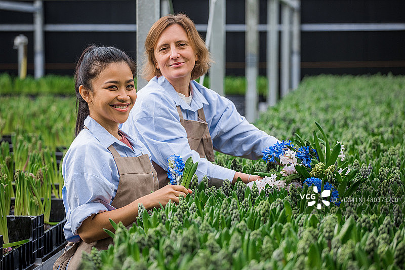 两名工厂工人在风信子鲜花生产线上工作图片素材