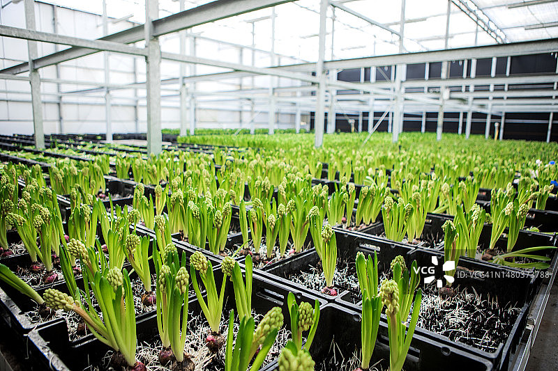 荷兰一家正在运营的风信子温室内部图片素材