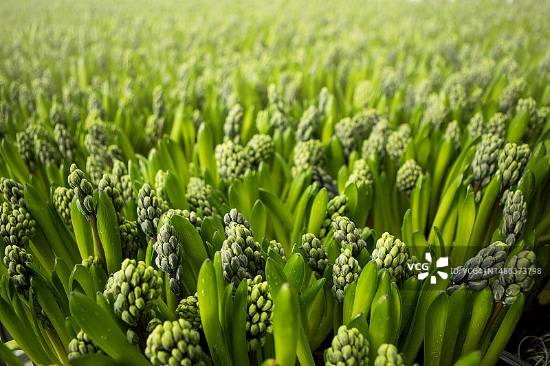 荷兰一家正在运营的风信子温室内部图片素材