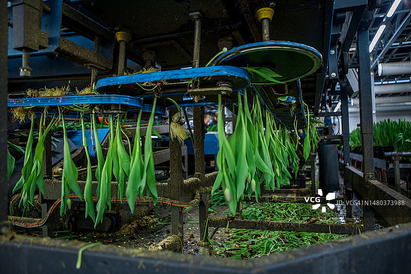 郁金香鲜花生产线图片素材