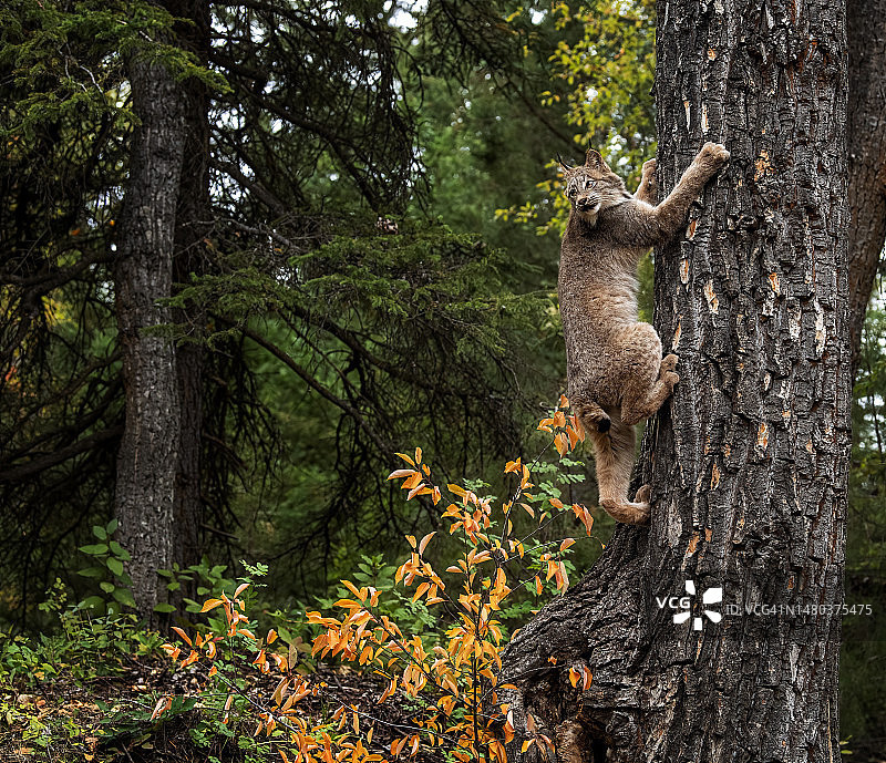 加拿大猞猁肖像图片素材