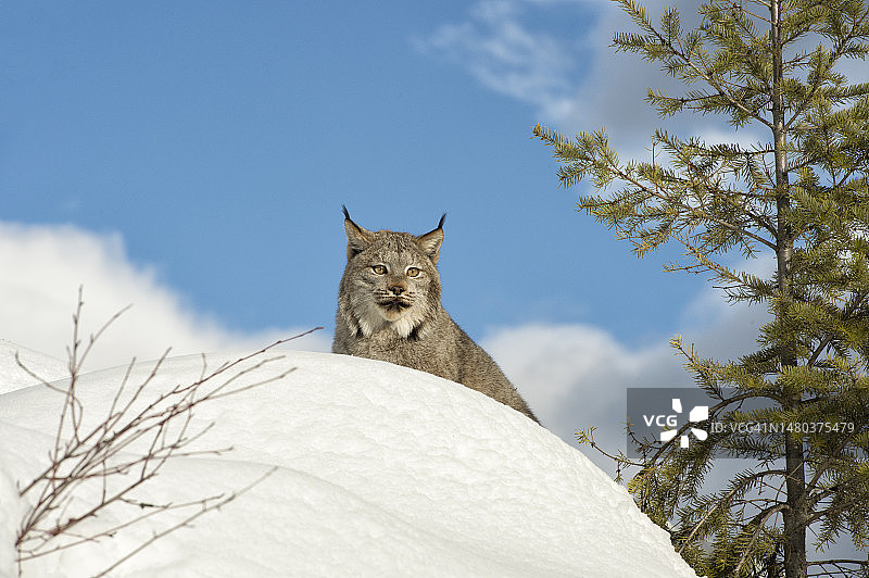 加拿大猞猁肖像图片素材