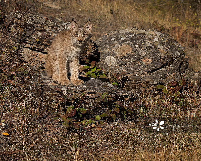 加拿大猞猁肖像图片素材