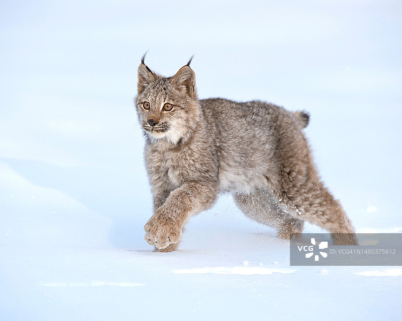 加拿大猞猁肖像图片素材