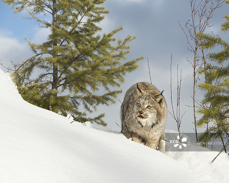 加拿大猞猁肖像图片素材