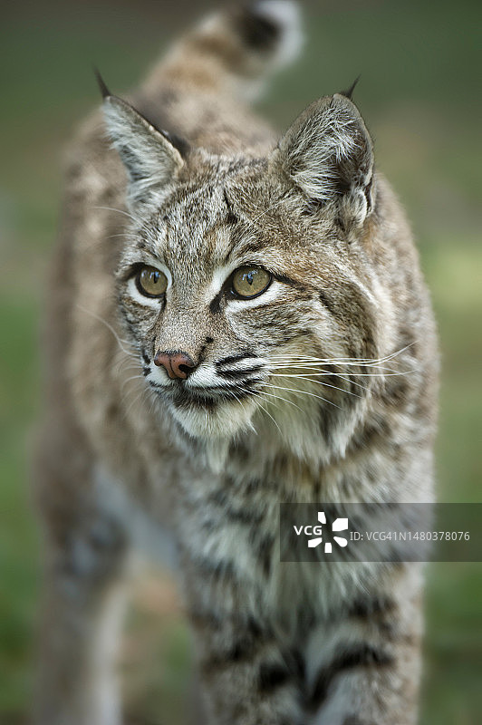 短尾猫肖像图片素材