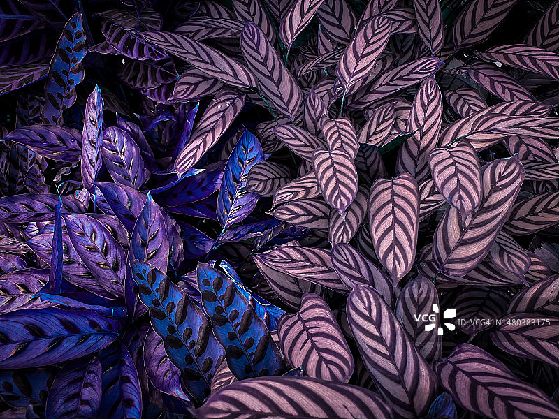 杂色植物的条纹图案图片素材