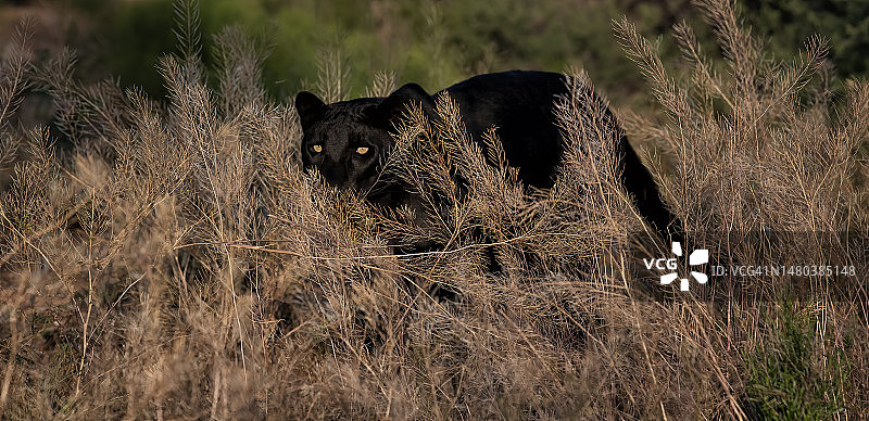 豹的肖像图片素材