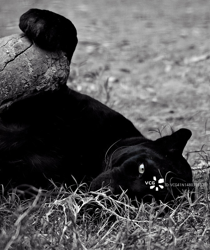 豹的肖像图片素材